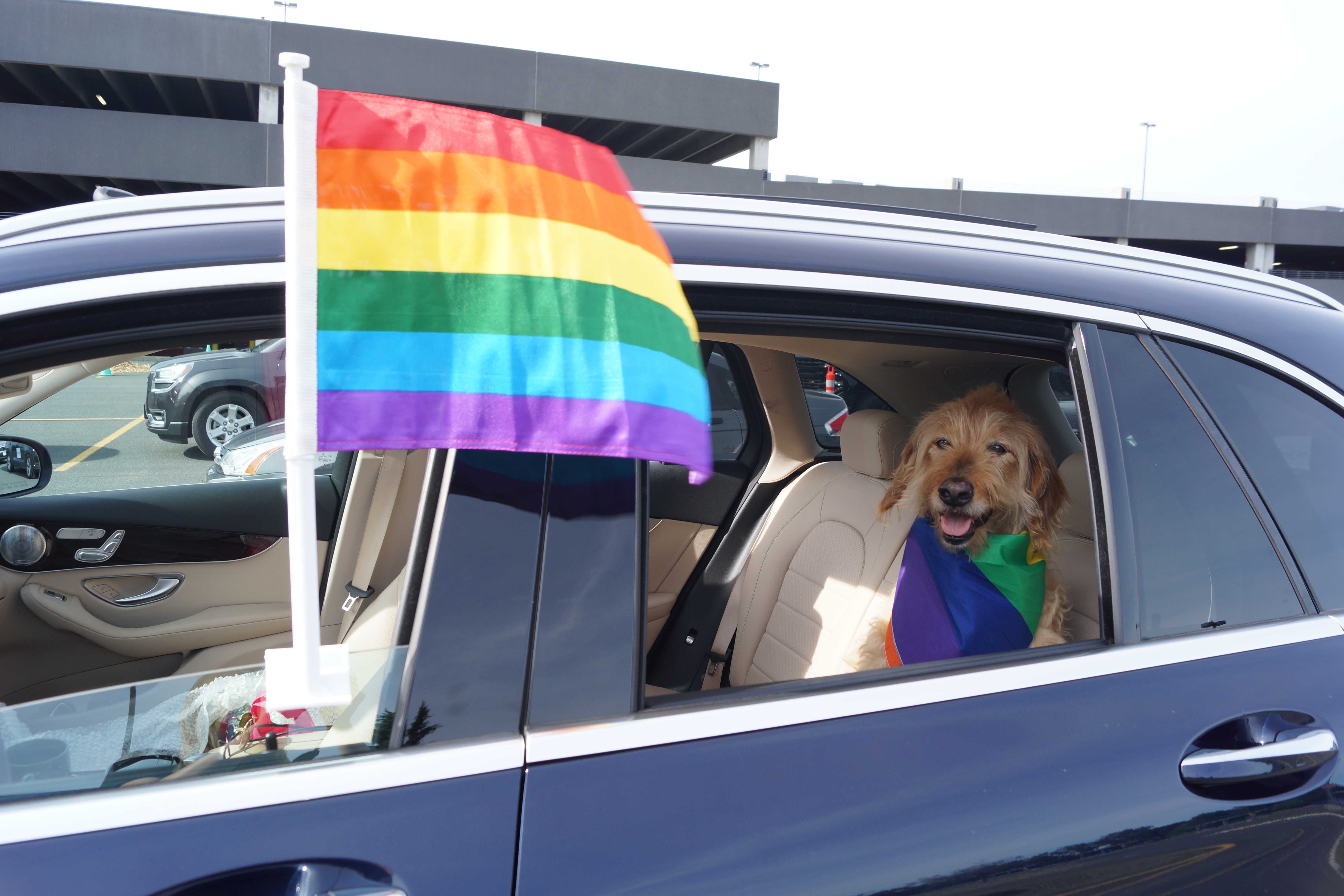 Dog in car at Pride Ride